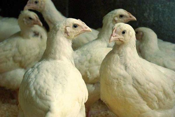 Los probióticos tienen un efecto beneficioso sobre la microflora intestinal de los pollos.