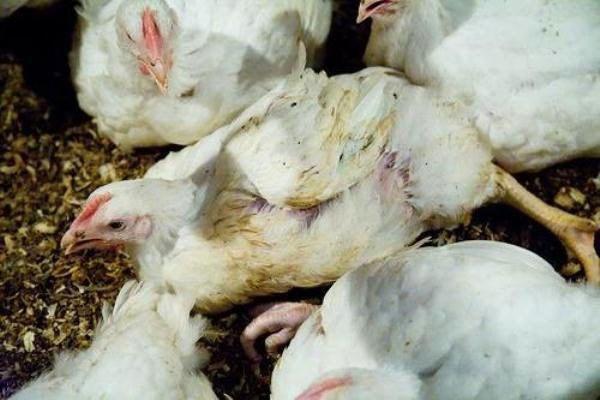 coccidiosis en pollos