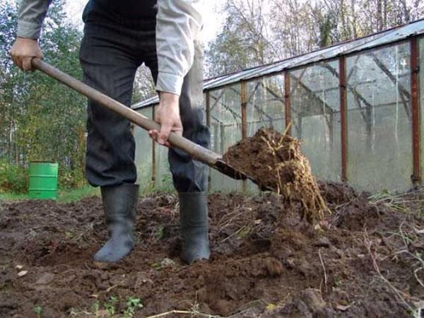 fertilisation des moutons