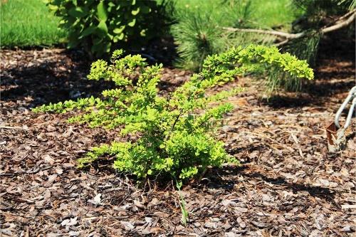 épine-vinette dans le jardin