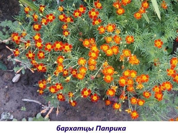 paprika souci