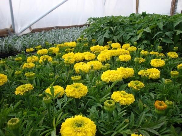 soucis dressés à grandes fleurs
