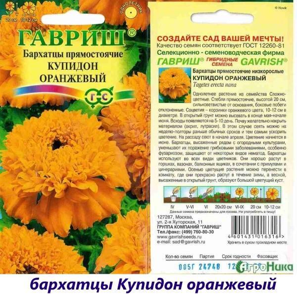 souci cupidon orange