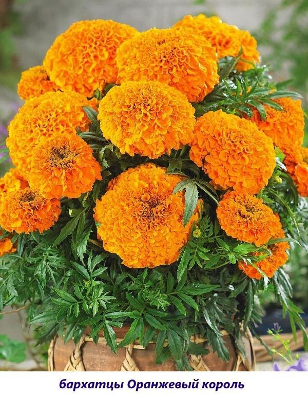 soucis orange roi