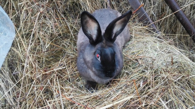 traits caractéristiques des lapins marder