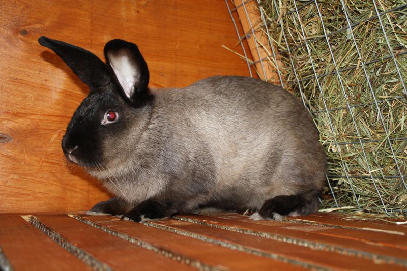 lapins de la race soviétique Marder