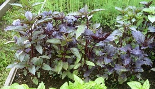 basilic dans le jardin