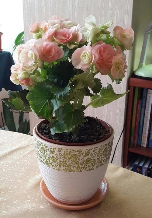 bégonia elatior en fleurs