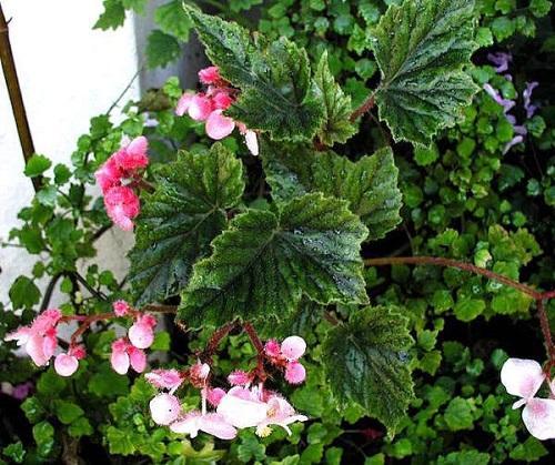 begonia de metal floreciente