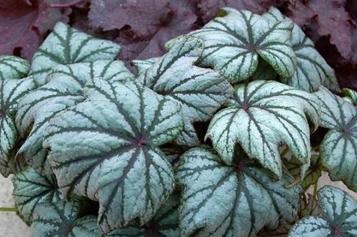 begonia de venas grandes