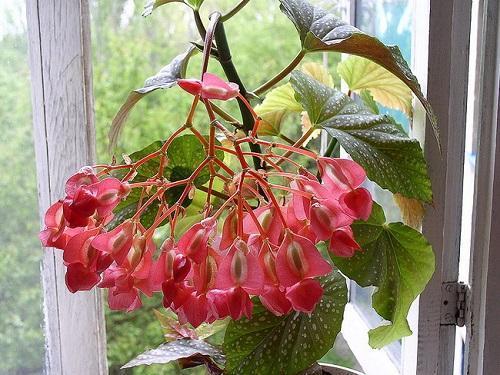 bégonia à fleurs rouges