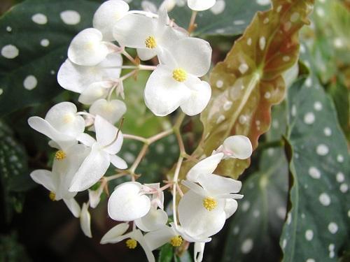 bégonia à fleurs blanches