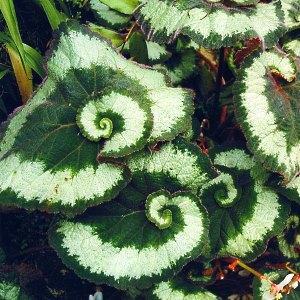 foto de begonia rex