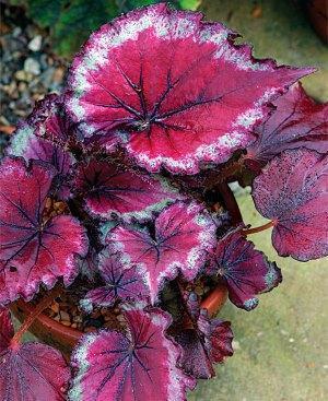 begonia rex rojo