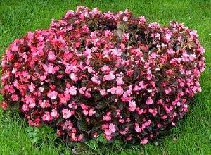 begonia de jardín