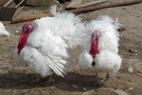 Dindes blanches à poitrine large dans la cour