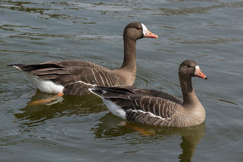 un couple d'oies rieuses