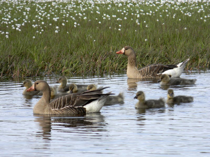 soins parentaux pour poussins