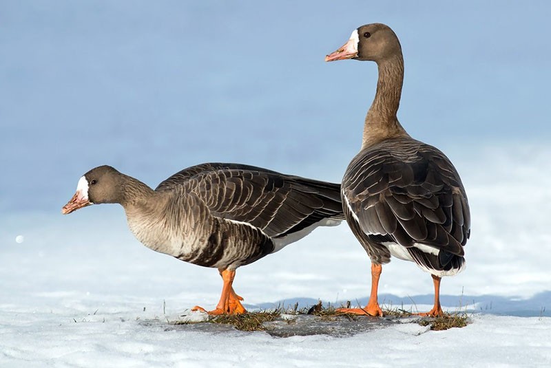 oiseau de chasse oie rieuse