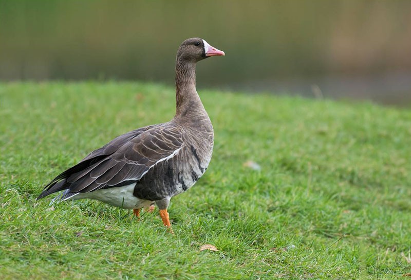 ganso de frente blanca en la naturaleza