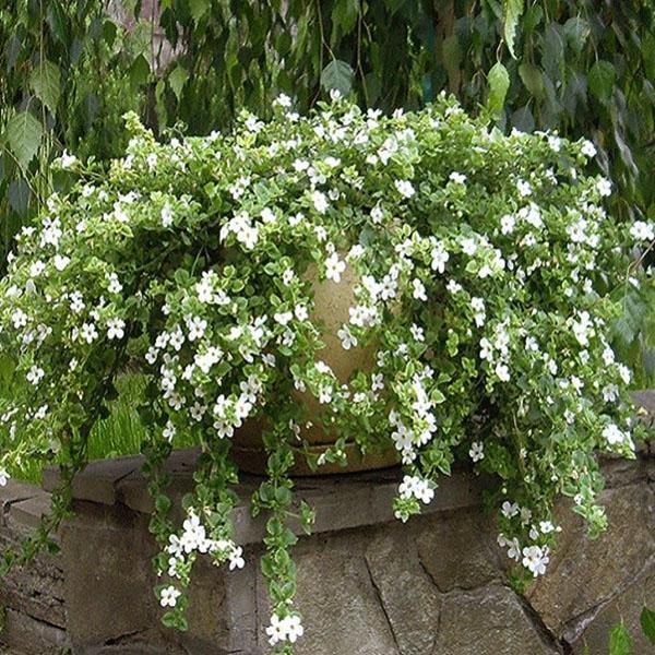 Bacopa Snowtopie