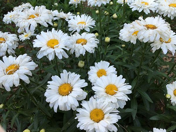 floraison luxuriante de camomille vivace