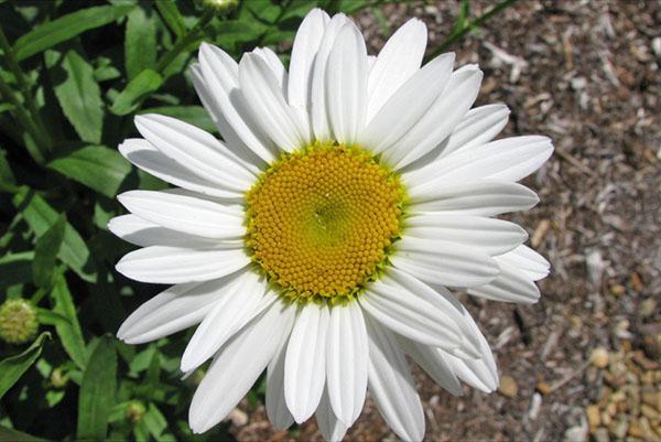 camomille à grandes fleurs