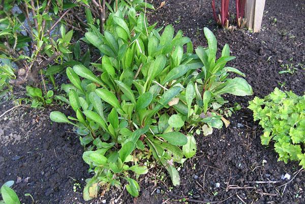 camomille de jardin au début du printemps