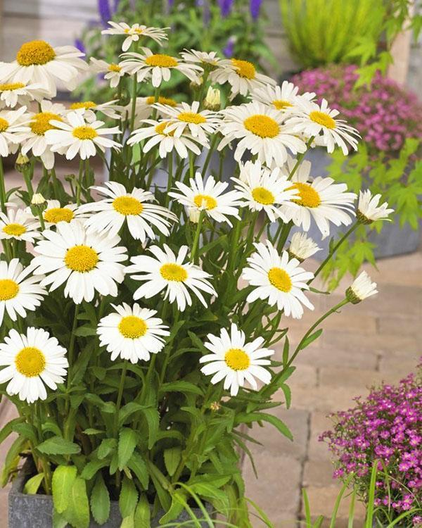 camomille de jardin sur un parterre de mini-fleurs