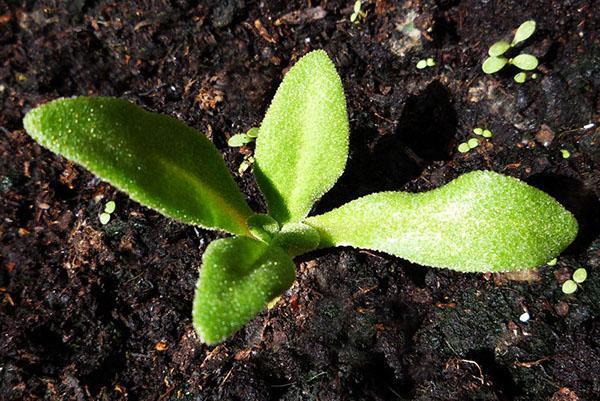 plantar semillas de manzanilla