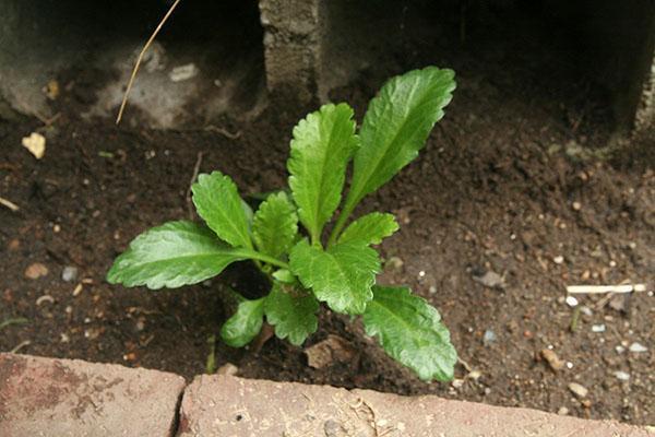 Plantar plántulas de manzanilla.