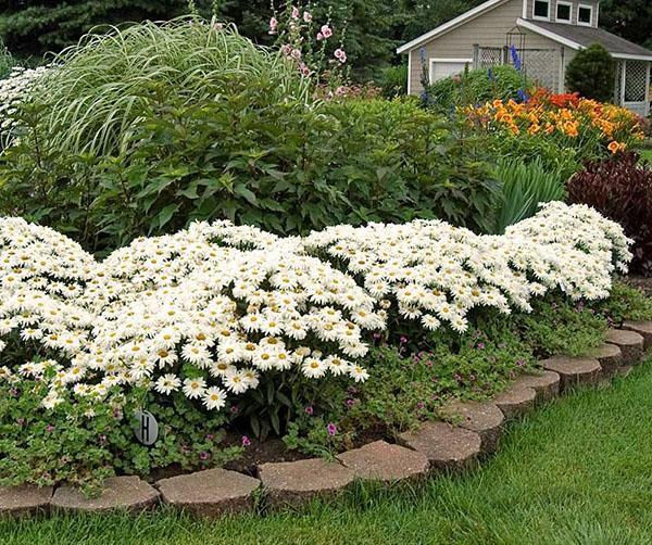 Agradable floración de manzanilla de jardín en un parterre