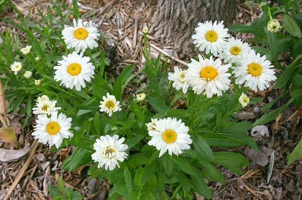 jardin de camomille