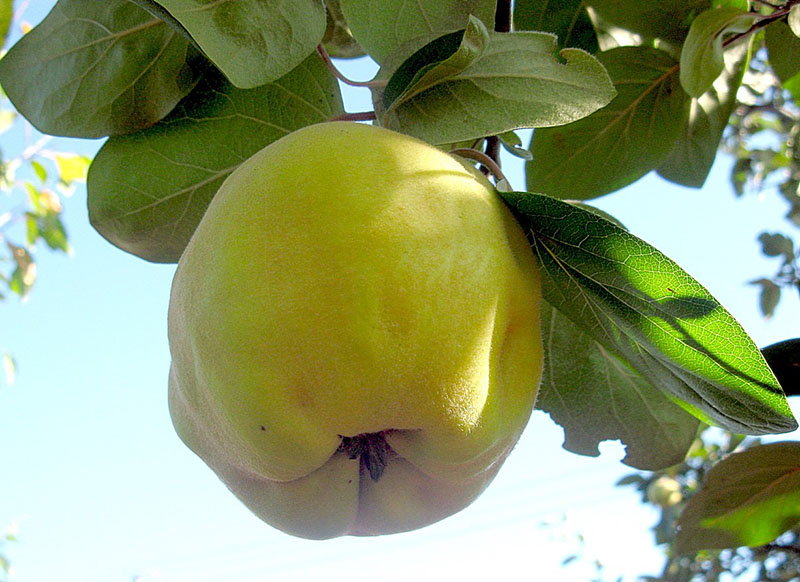 le fruit ressemble à une pomme