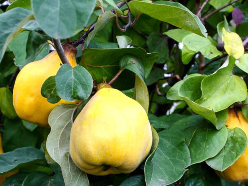 fruits de coing avec un ensemble de composants utiles