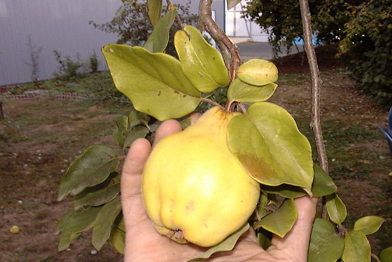 fruits avec un ensemble unique de vitamines