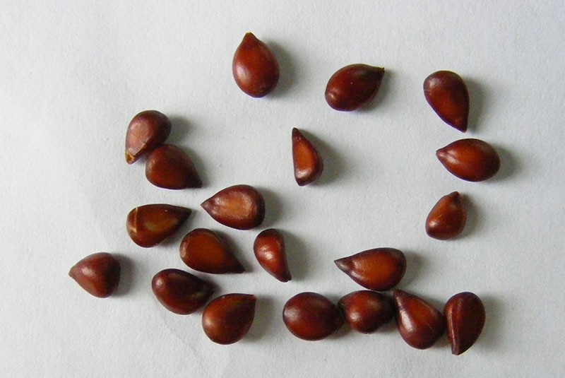 graines de coing