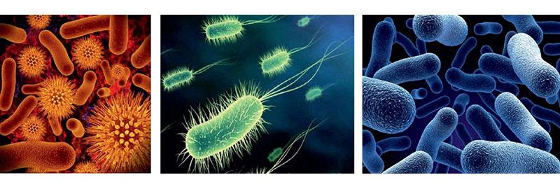 lutte contre les micro-organismes pathogènes