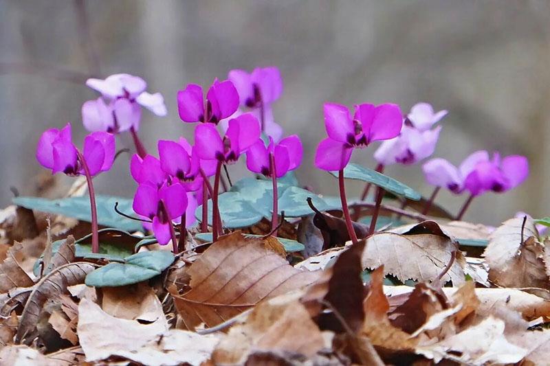 violette alpine en médecine populaire