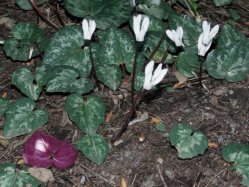 cyclamen dans la nature