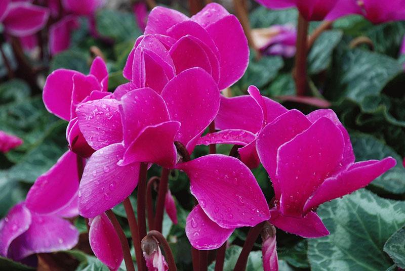 cyclamen d'intérieur fleuri