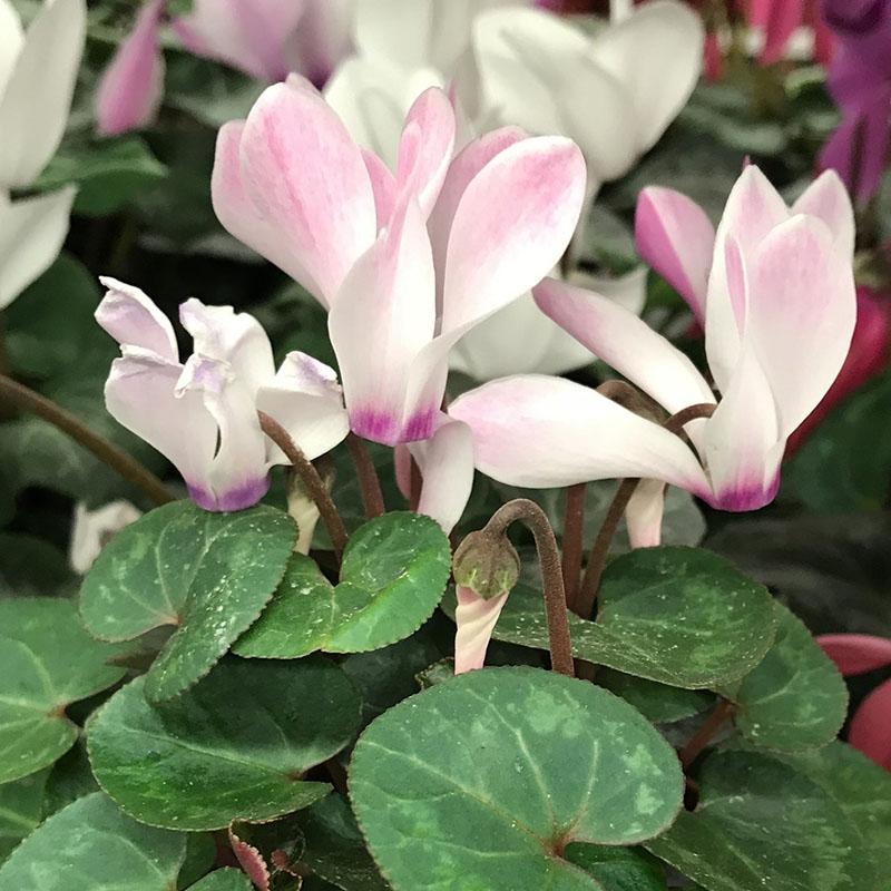 cyclamen doucement rose