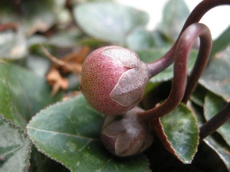 fruit du cyclamen après la floraison