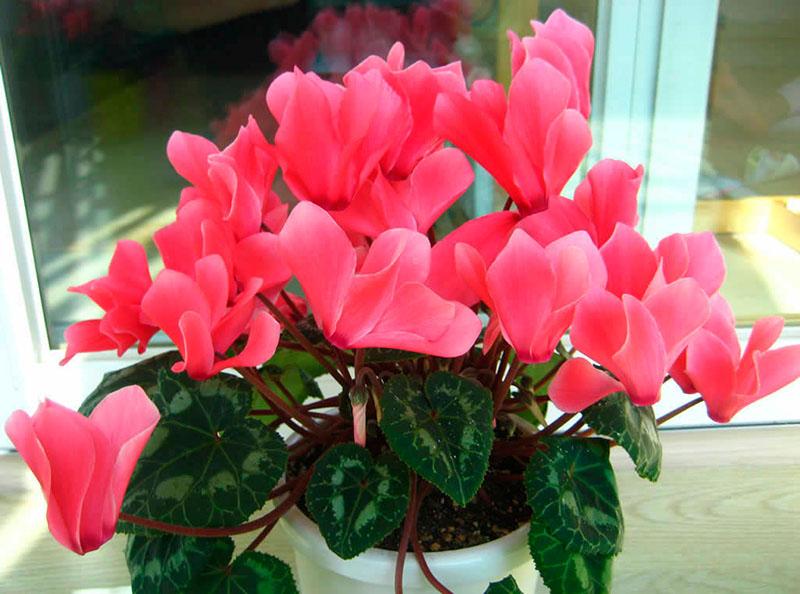 propriétés utiles et contre-indications du cyclamen d'intérieur