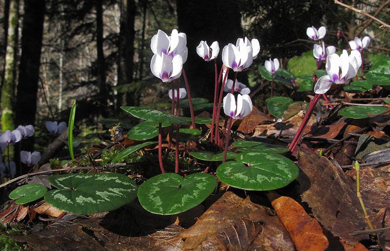 valeur vitale de la violette alpine