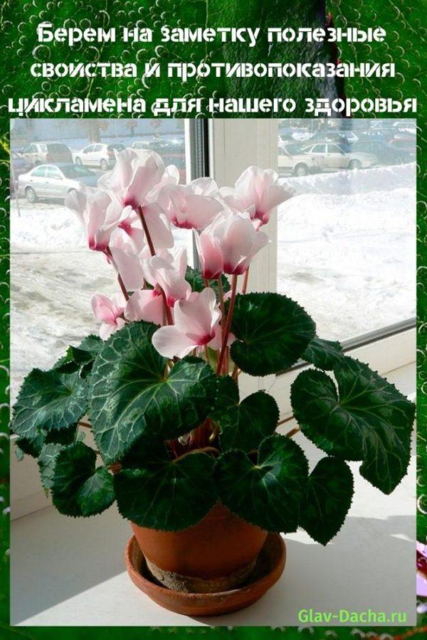 propriétés utiles et contre-indications du cyclamen