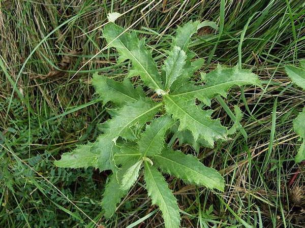 herbe médicinale