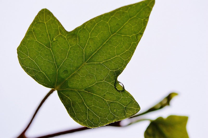 feuilles de lierre