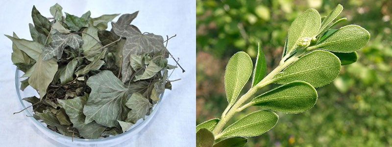 feuille de lierre sèche et fraîche