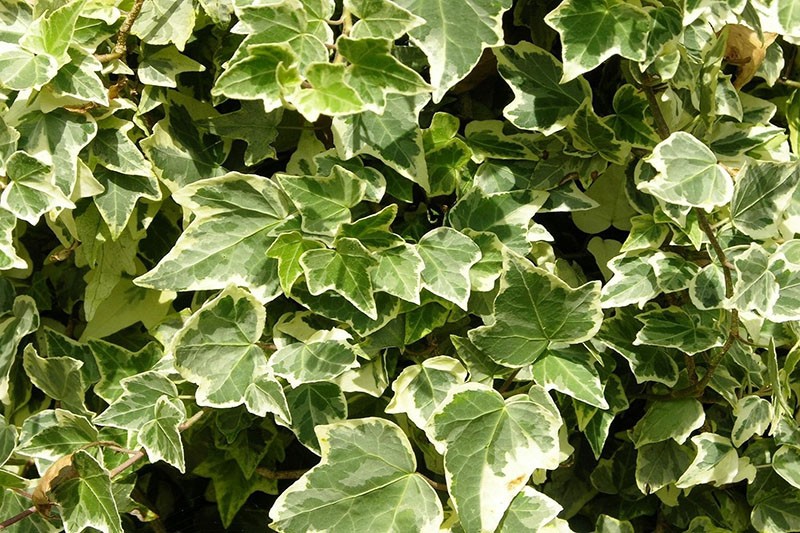 plante araliacées